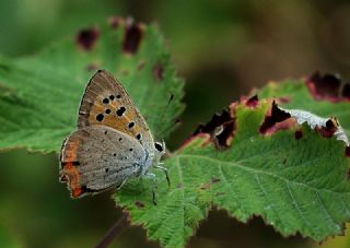 Benekli Bakr Gzeli (Lycaena phlaeas)