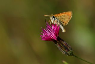Siyah Antenli Zpzp (Thymelicus lineolus)