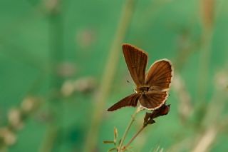 okgzl Lbnan Esmeri (Polyommatus alcestis)