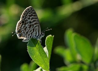 Mavi Zebra (Leptotes pirithous)