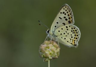 sli Bakr Gzeli (Lycaena tityrus)