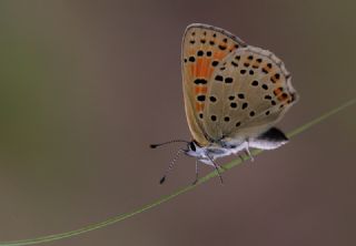 sli Bakr Gzeli (Lycaena tityrus)