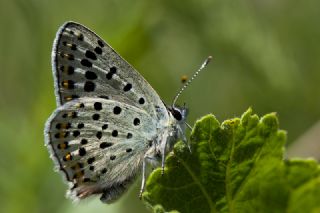 sli Bakr Gzeli (Lycaena tityrus)