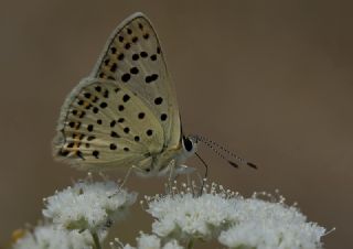 sli Bakr Gzeli (Lycaena tityrus)