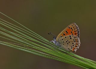 sli Bakr Gzeli (Lycaena tityrus)