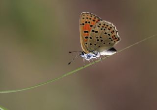 sli Bakr Gzeli (Lycaena tityrus)