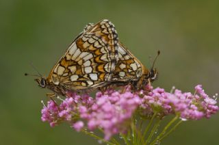 Gzel Amannisa (Mellicta  aurelia)