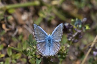 okgzl Kandl Mavisi (Polyommatus kanduli)