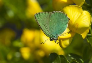 Byk Zmrt (Callophrys herculeana)