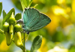 Byk Zmrt (Callophrys herculeana)