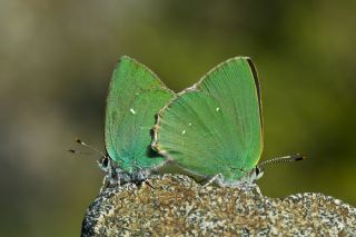 Byk Zmrt (Callophrys herculeana)