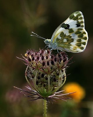 Yeni Beneklimelek (Pontia edusa)