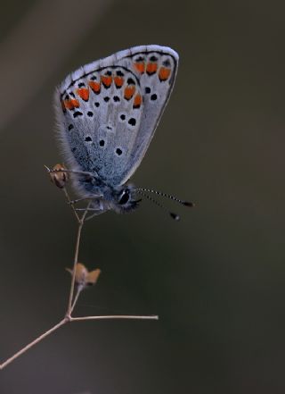 okgzl Esmer (Aricia agestis)