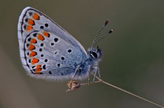 okgzl Esmer (Aricia agestis)