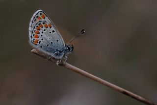 okgzl Esmer (Aricia agestis)