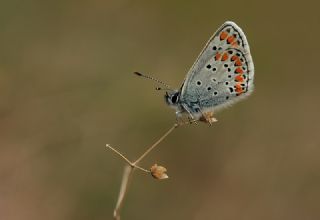 okgzl Esmer (Aricia agestis)