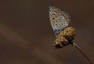 okgzl Mavi (Polyommatus icarus)