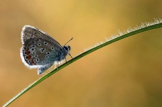 okgzl Mavi (Polyommatus icarus)