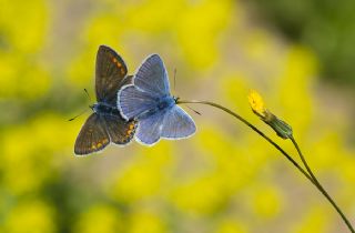 okgzl Mavi (Polyommatus icarus)