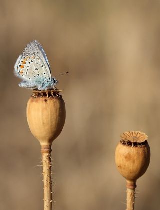 okgzl Mavi (Polyommatus icarus)