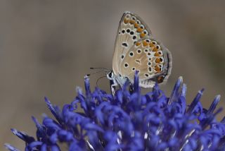 okgzl Mavi (Polyommatus icarus)