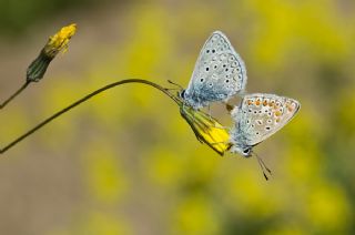 okgzl Mavi (Polyommatus icarus)