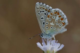 okgzl Gk Mavisi (Polyommatus bellargus)