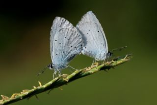 Kutsal Mavi (Celastrina argiolus)