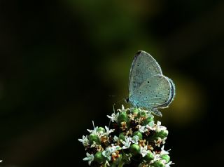 Kutsal Mavi (Celastrina argiolus)