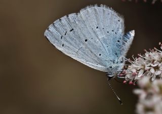 Kutsal Mavi (Celastrina argiolus)