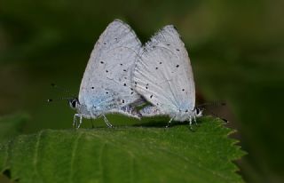Kutsal Mavi (Celastrina argiolus)