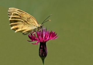 Anadolu Melikesi (Melanargia larissa)