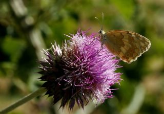 Anadolu Melikesi (Melanargia larissa)