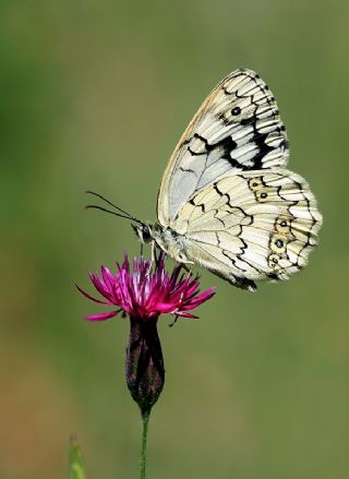 Anadolu Melikesi (Melanargia larissa)