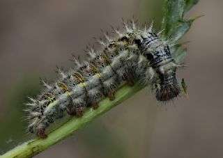Diken Kelebei (Vanessa cardui)