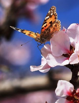 Diken Kelebei (Vanessa cardui)