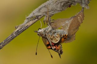 Diken Kelebei (Vanessa cardui)