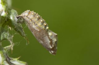 Diken Kelebei (Vanessa cardui)