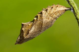 Aglais (Aglais urticae)