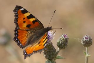 Aglais&nbsp;(Aglais&nbsp;urticae)