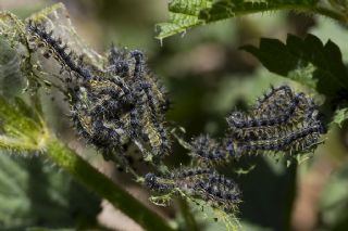 Aglais&nbsp;(Aglais&nbsp;urticae)