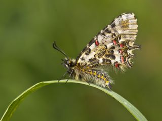 Orman Fistosu (Allancastria  cerisyi)