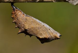 Sar Ayakl Nimfalis (Aglais xanthomelas)