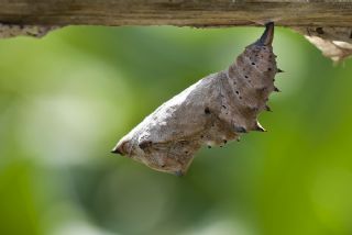 Sar Ayakl Nimfalis (Aglais xanthomelas)