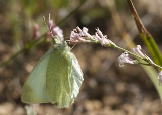 Da� Beyazmele�i&nbsp;(Pieris&nbsp;ergane)