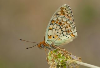 Niyobe (Fabriciana niobe)