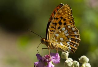 Byk nci (Fabriciana adippe)