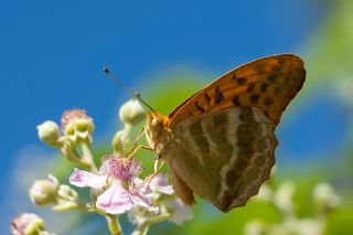 Cengaver&nbsp;(Argynnis&nbsp;paphia)
