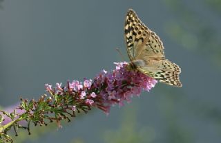 Cengaver (Argynnis paphia)