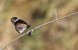 Sultan (Danaus chrysippus)